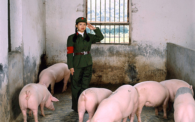 Chinese red guard with pigs