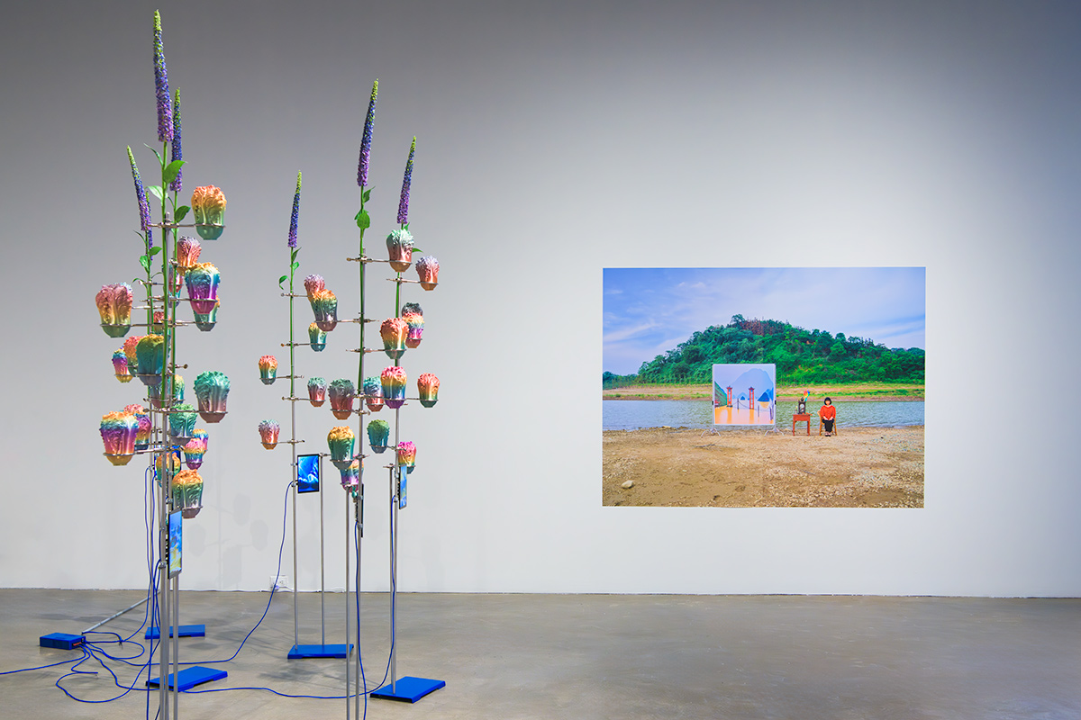 photograph and cabbage trees